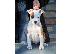 PoulaTo: Κουτάβια American Staffordshire Terrier